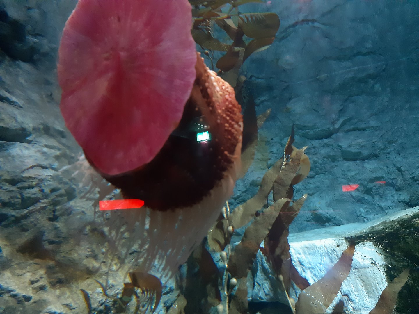 Fish-Eating Anemone (Urticina piscivora)