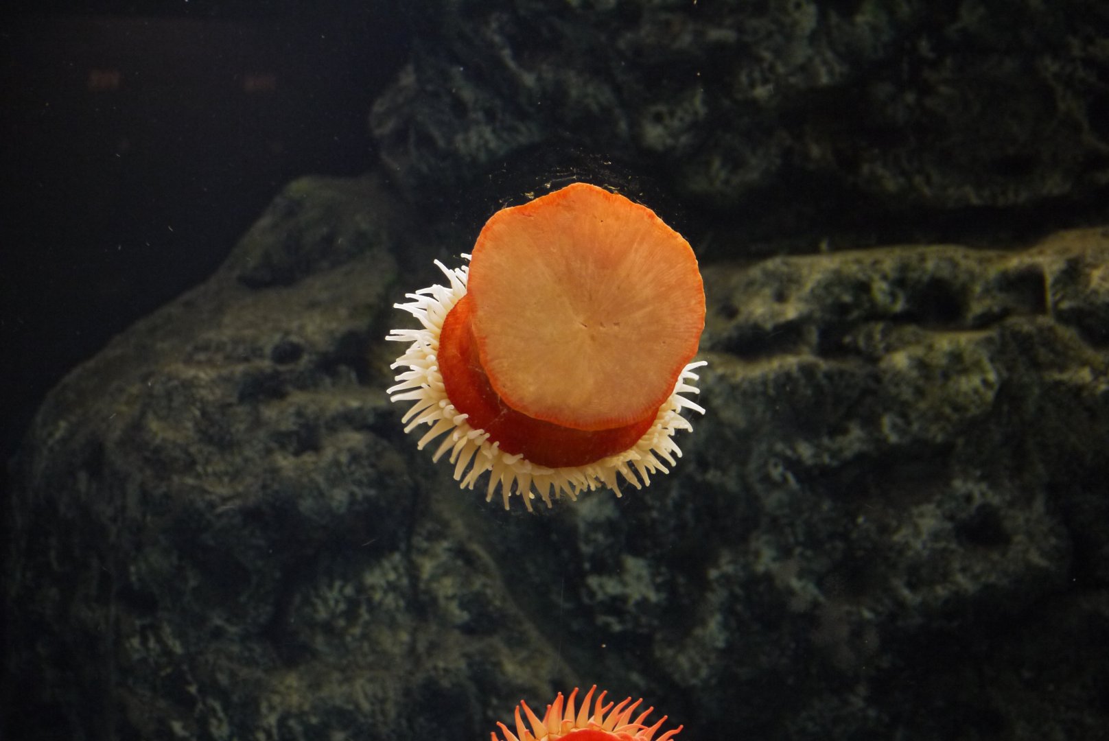 Fish-Eating Anemone