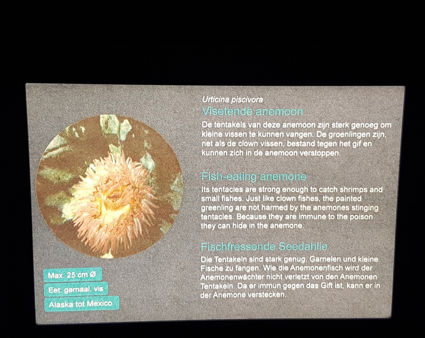 Fish-eating sea-anemone sign