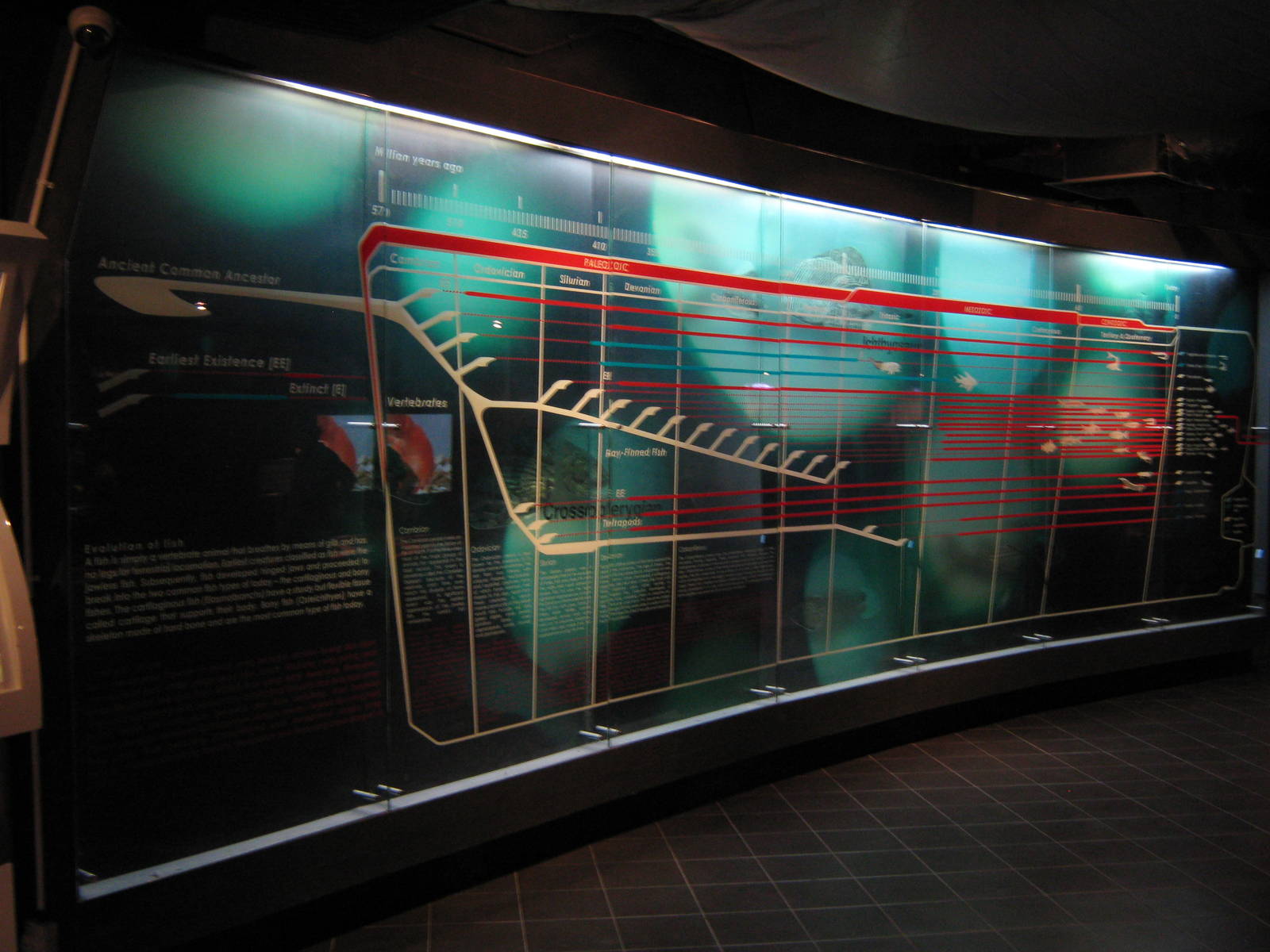 fish evolution timeline