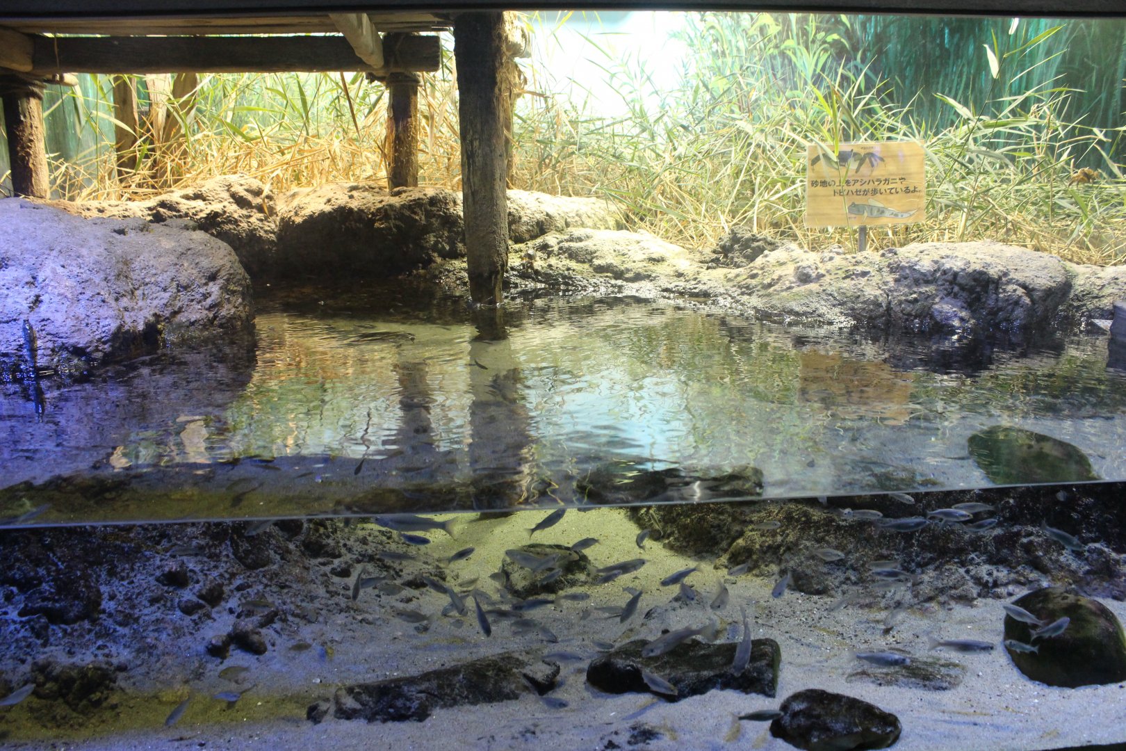 Fish exhibit