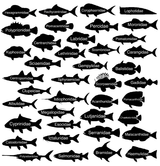 Fish Family Silhouettes