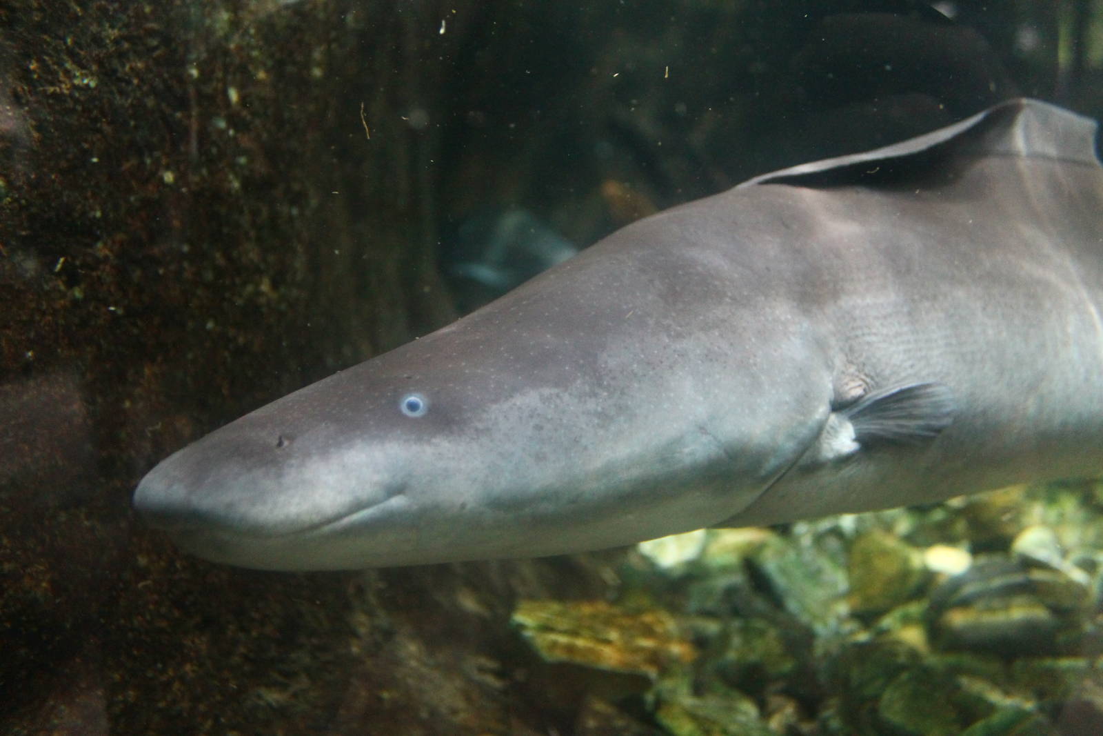 Fish Files: Aba Knifefish