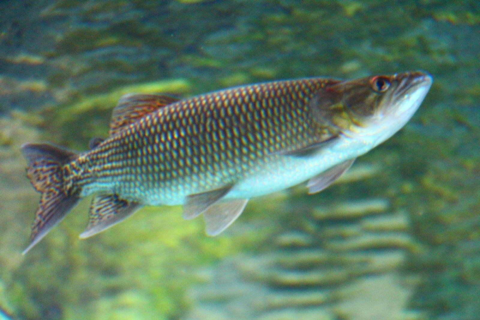 Fish Files: African Pike