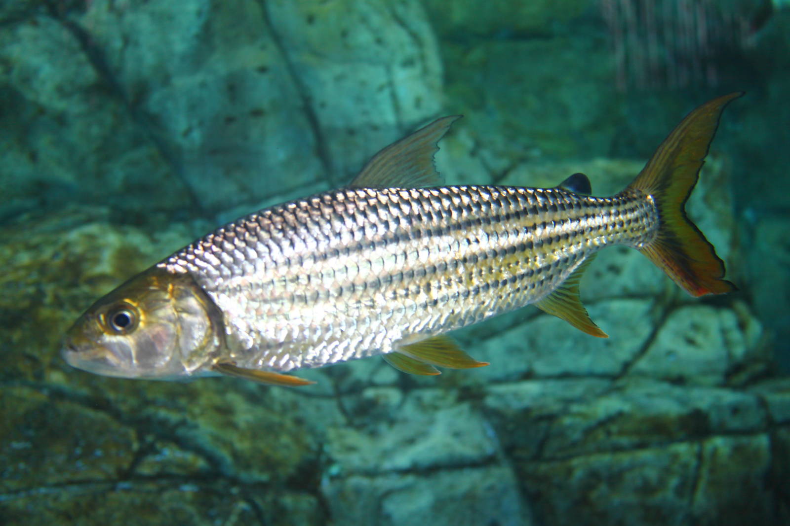 Fish Files: African Tigerfish