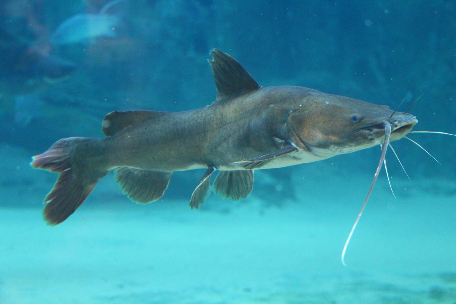 Fish Files: Asian Red-tailed Catfish