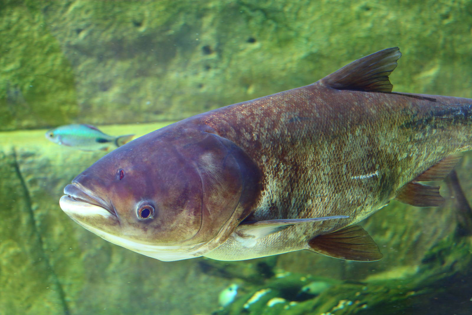 Fish Files: Bighead Carp
