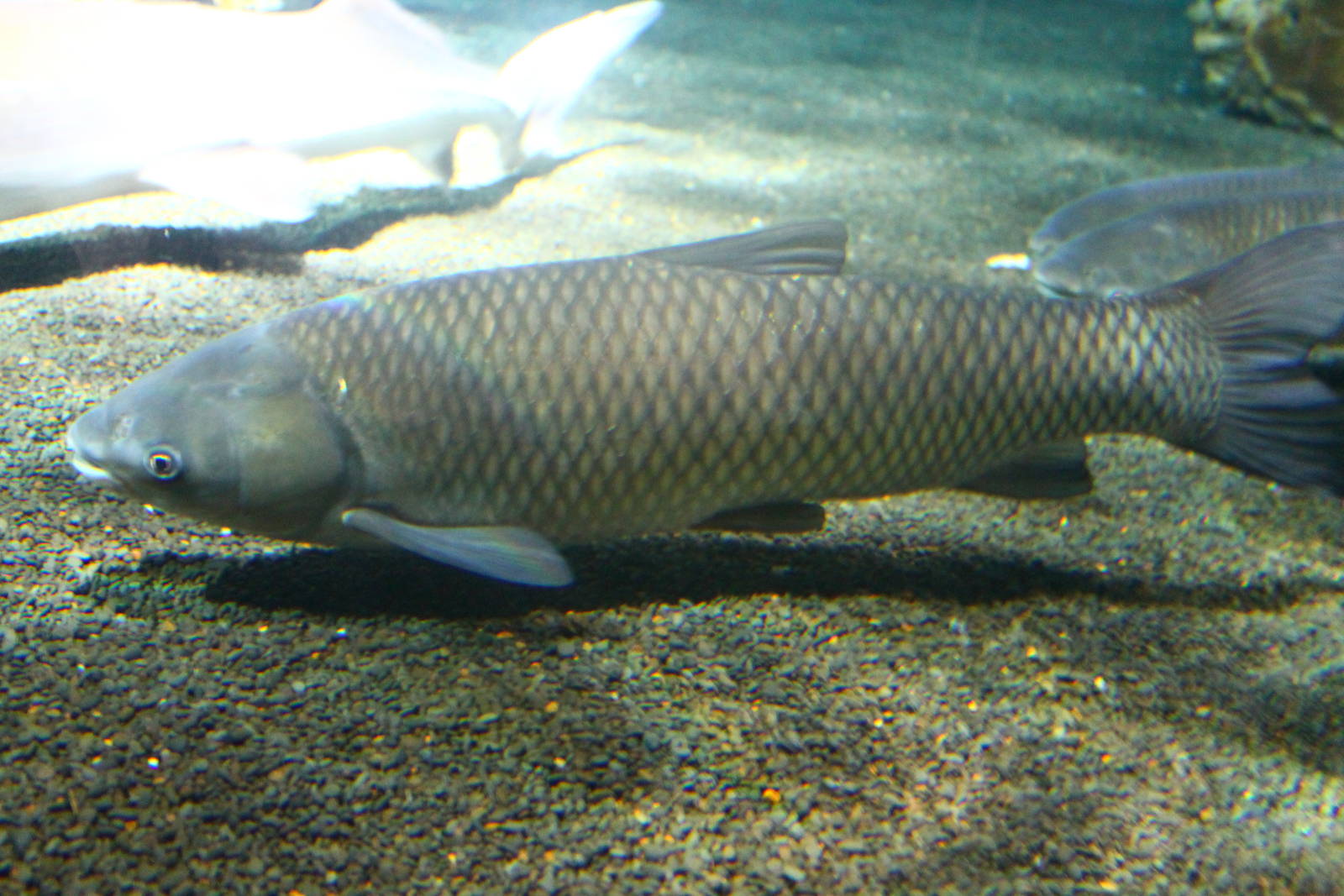 Fish Files: Black Carp