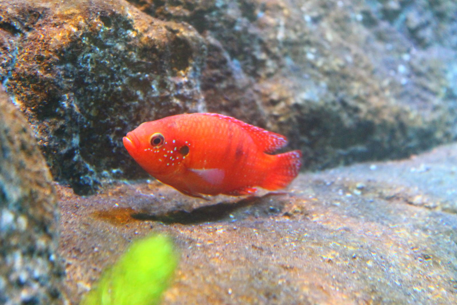 Fish Files: Blood Red Jewel Cichlid