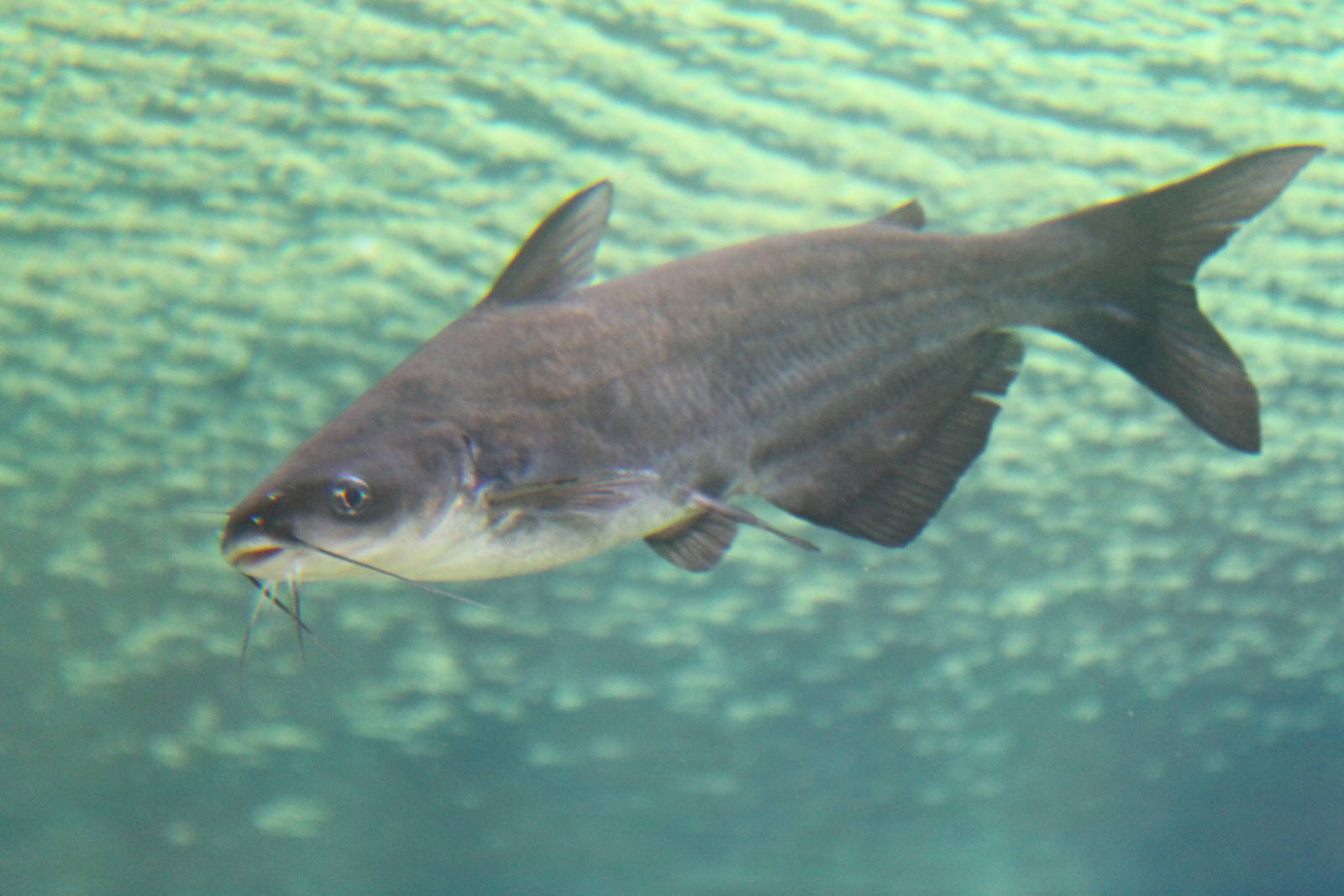 Fish Files: Blue Catfish