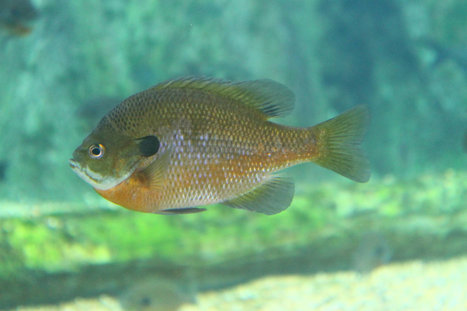 Fish Files: Bluegill Sunfish