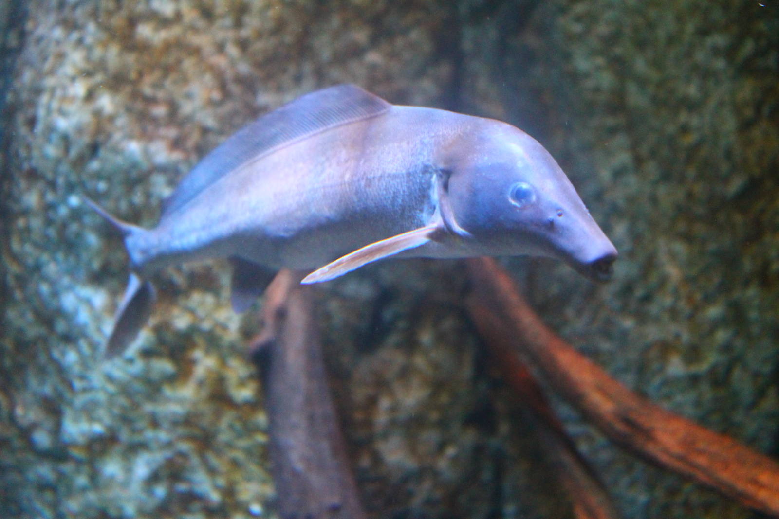 Fish Files: Bottlenose Mormyrid