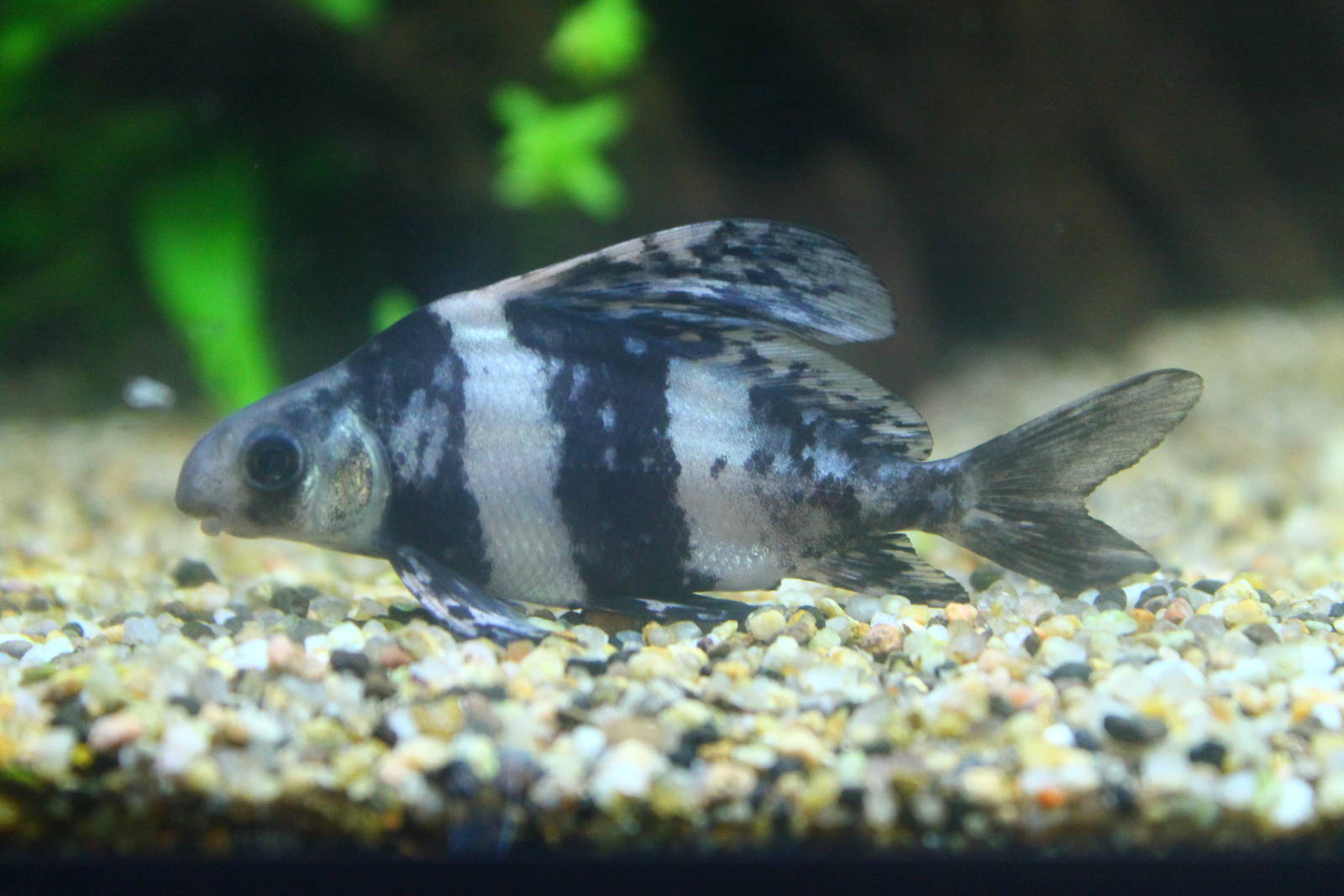 Fish Files: Chinese High Fin Loach
