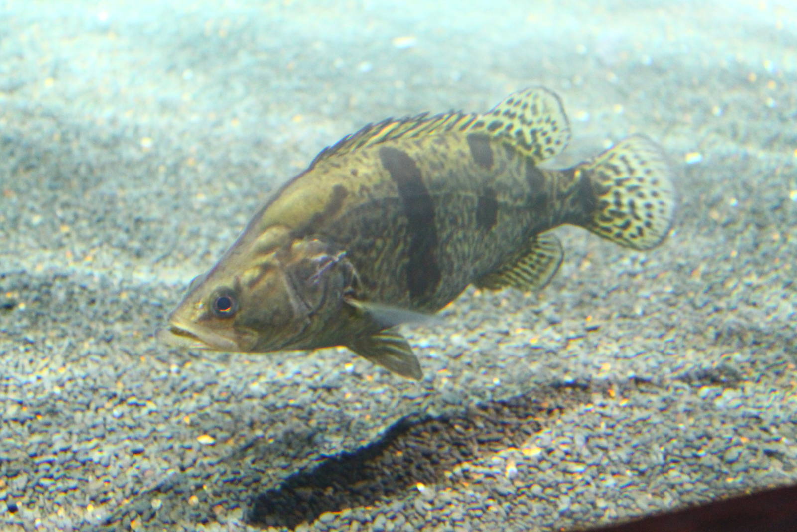 Fish Files: Chinese Perch