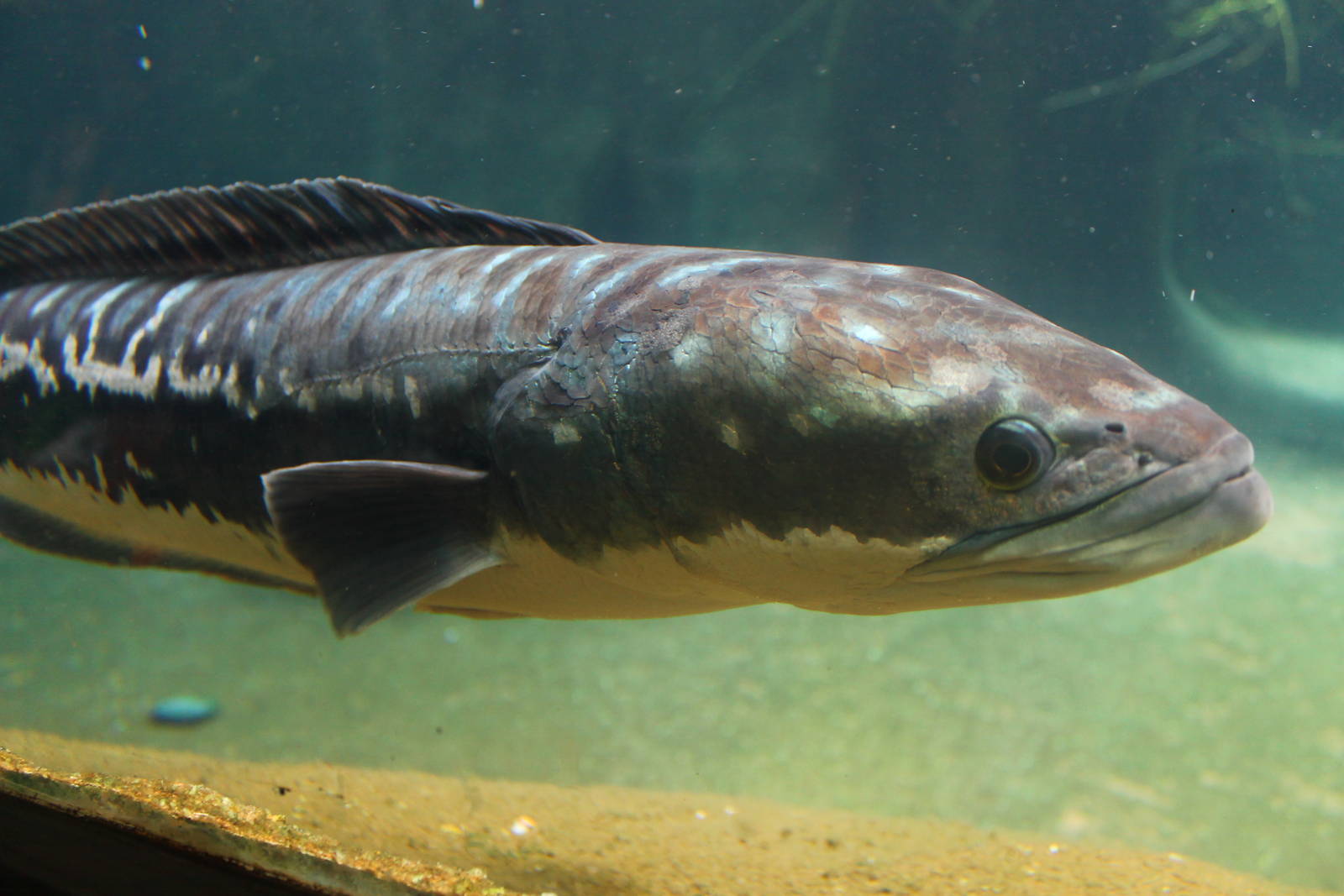 Fish Files: Giant Snakehead