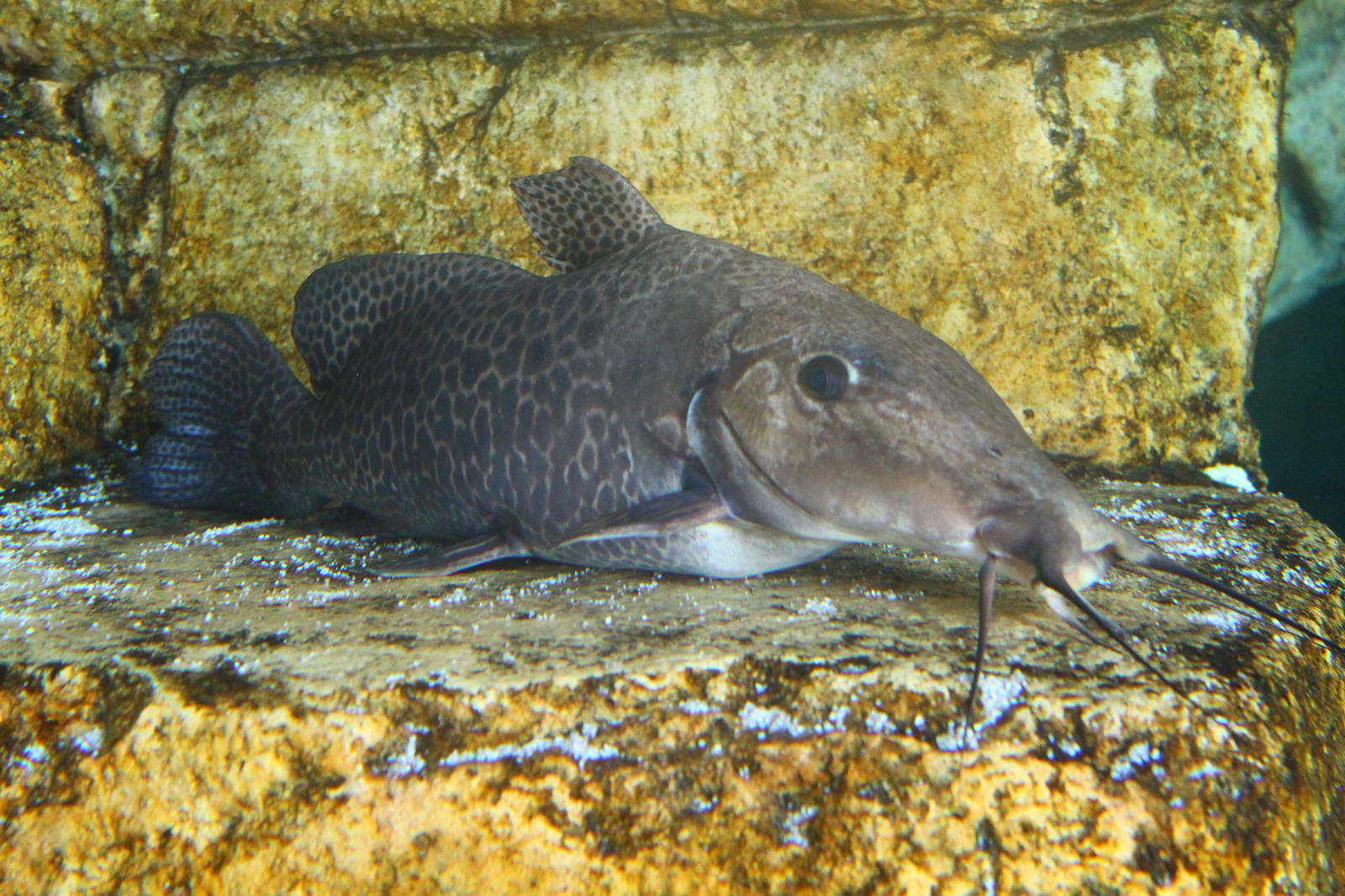 Fish Files: Giraffe Catfish