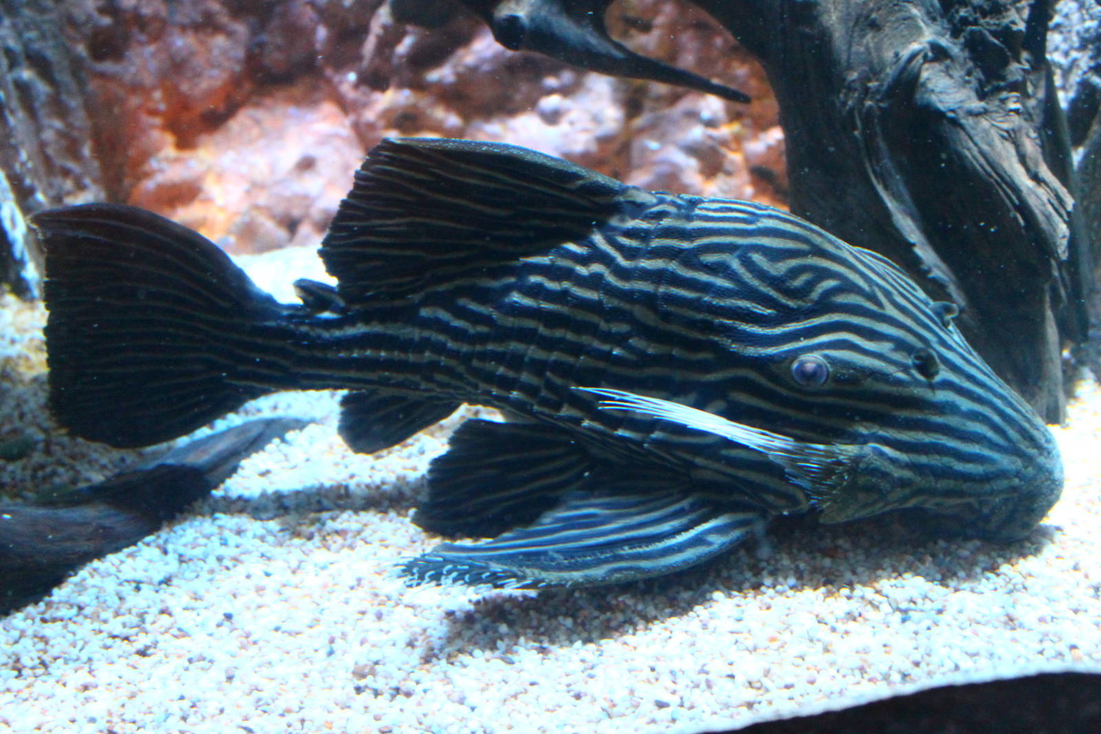 FIsh Files: Golden Line Royal Pleco