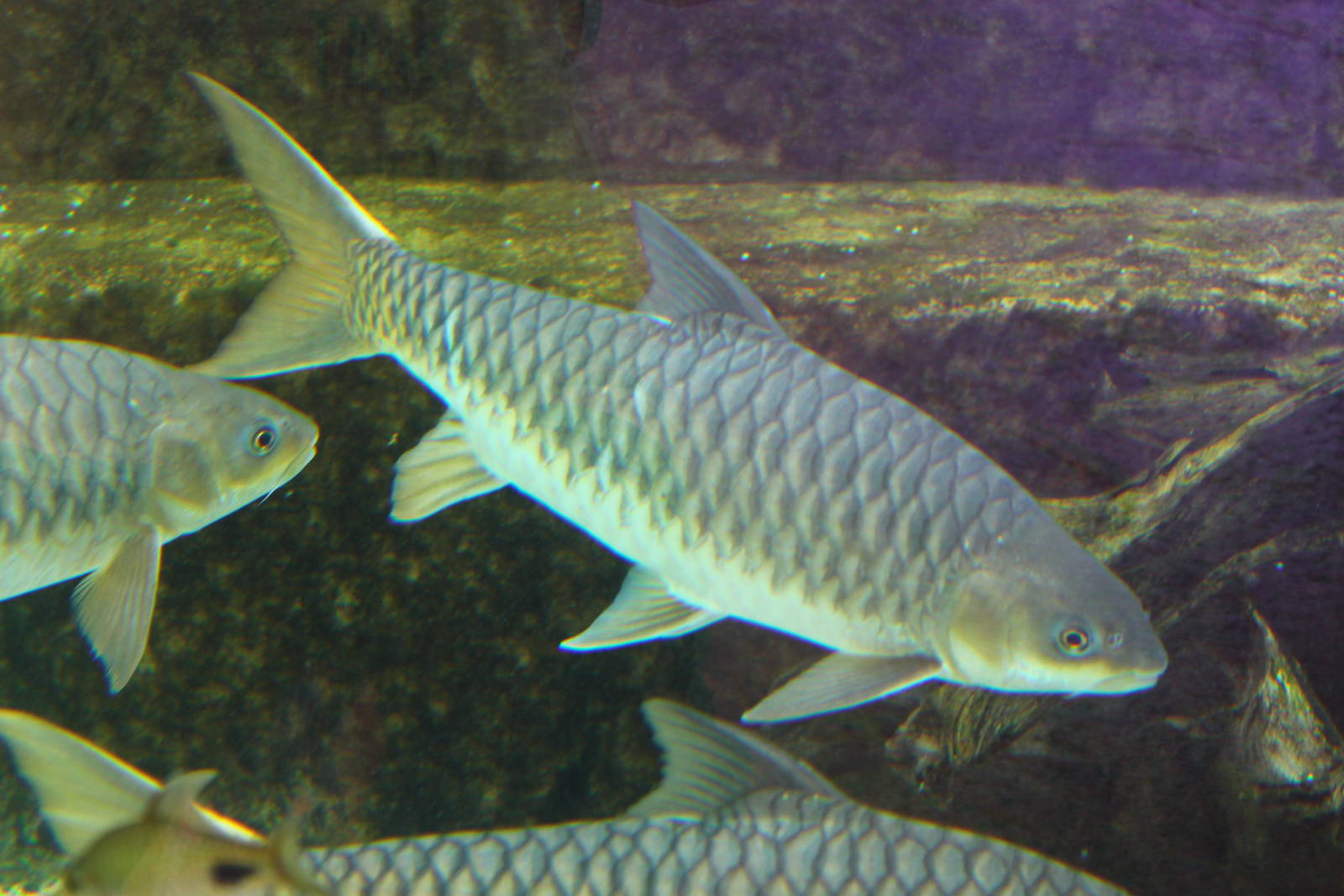 Fish Files: Golden Mahseer