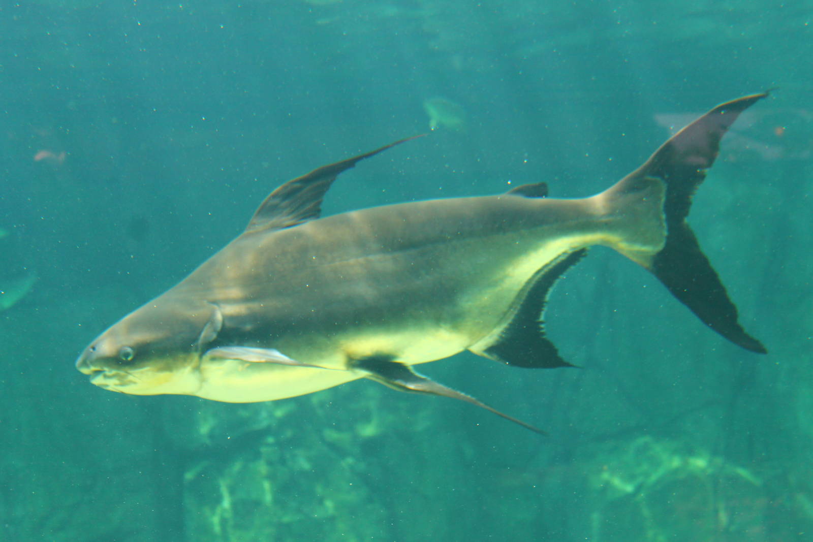 Fish Files: Hi-Fin Catfish