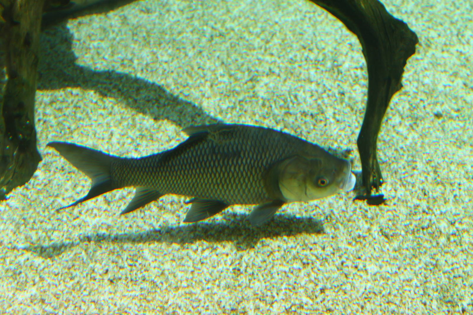 Fish Files: Indian Carp