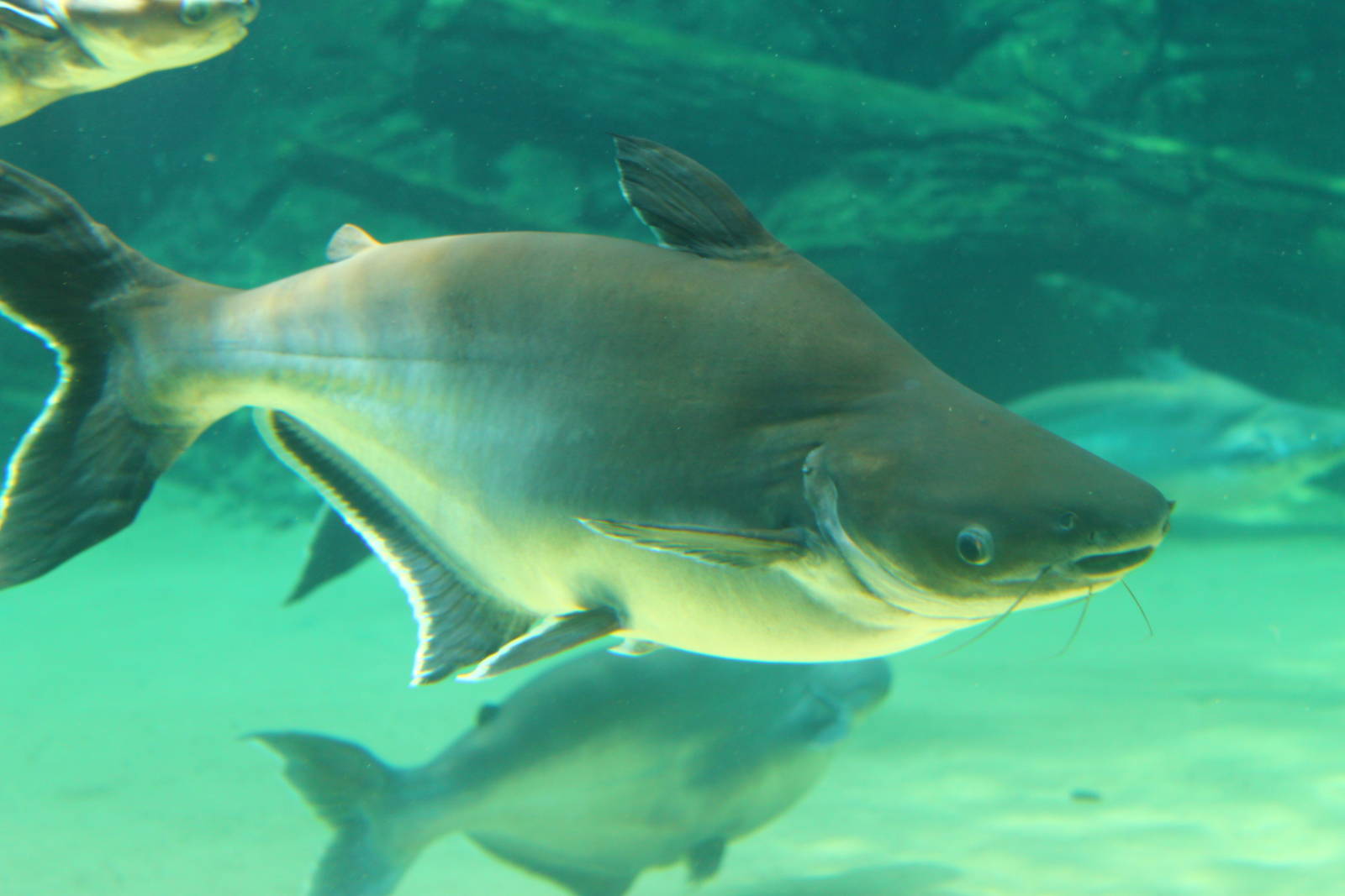 Fish Files: Iridescent Shark