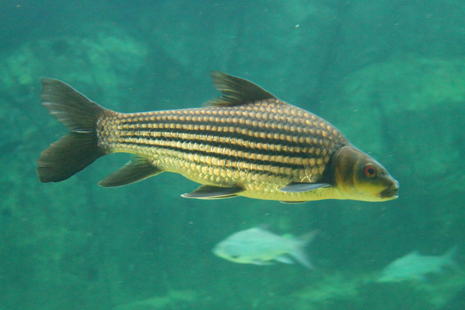 Fish Files: Jullien's Golden Carp