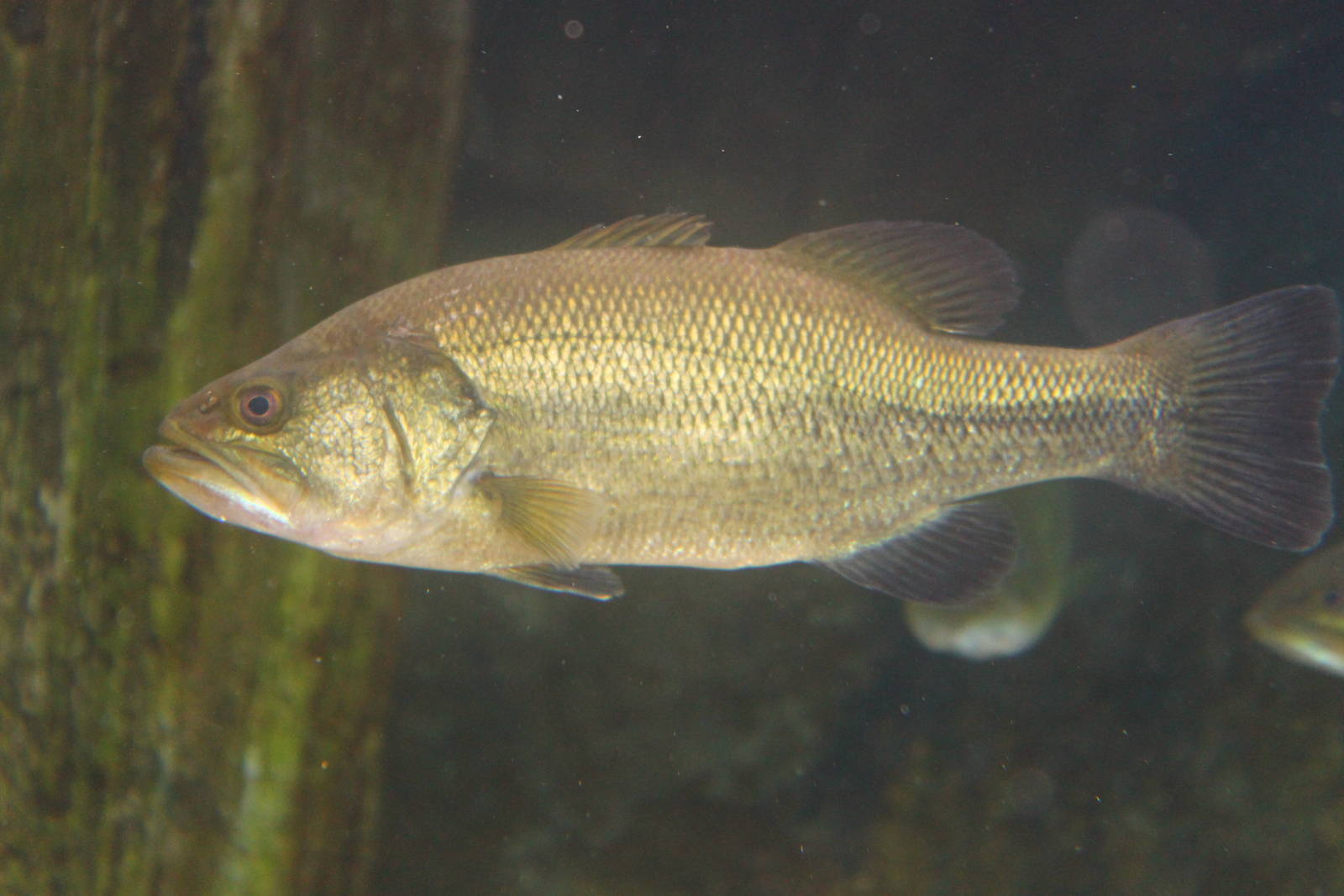 Fish Files: Largemouth Bass
