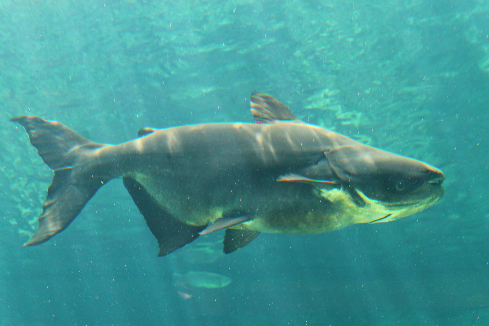Fish Files: Mekong Giant Catfish