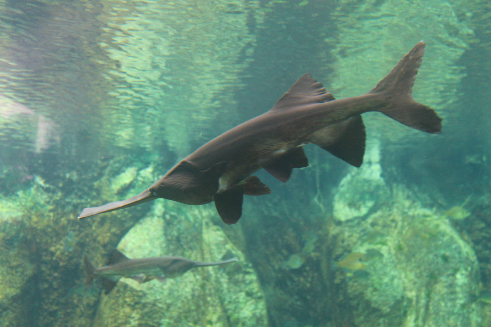 Fish Files: Mississippi Paddlefish