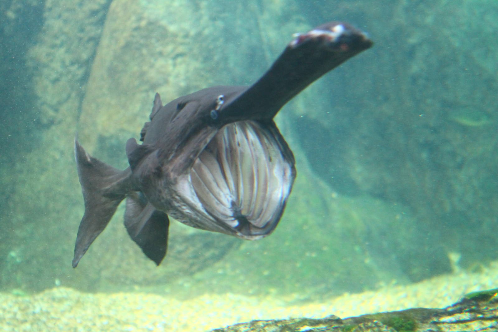 Fish Files: Mississippi Paddlefish