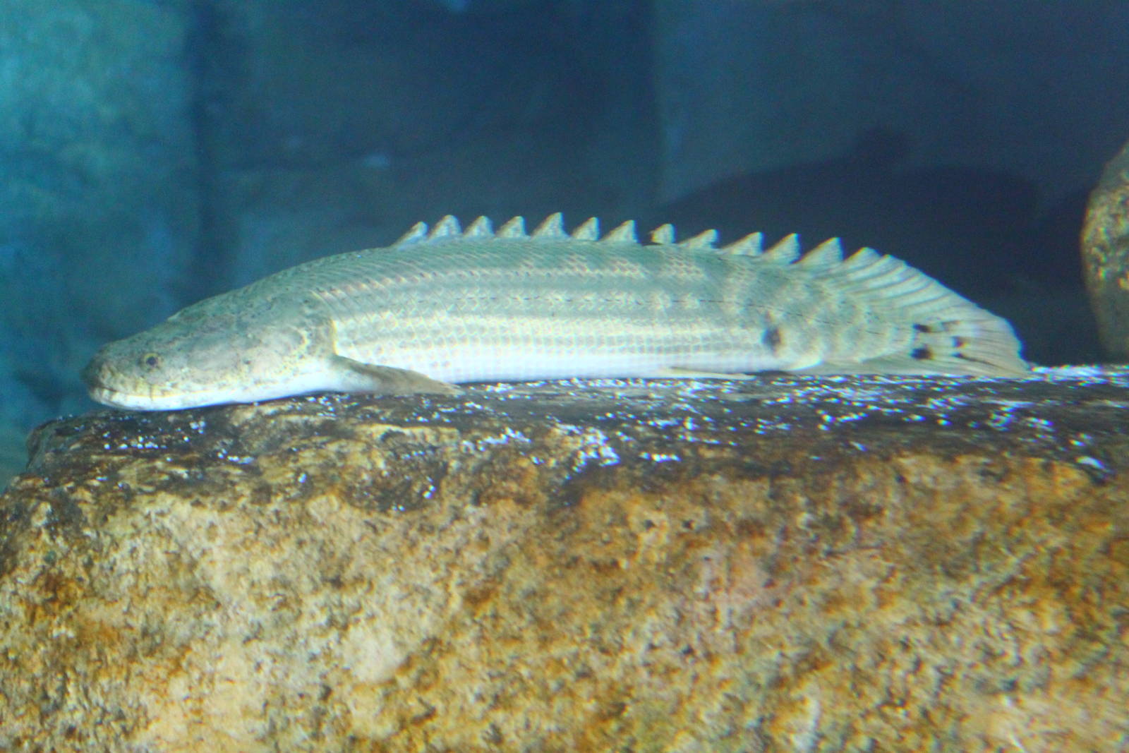 Fish Files: Nile Bichir