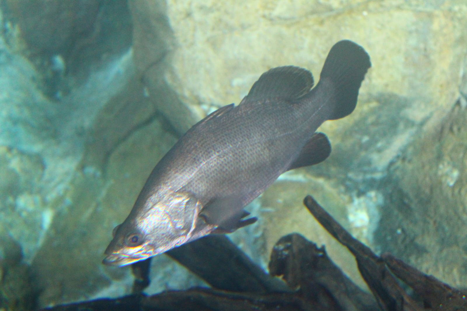 Fish Files: Nile Perch