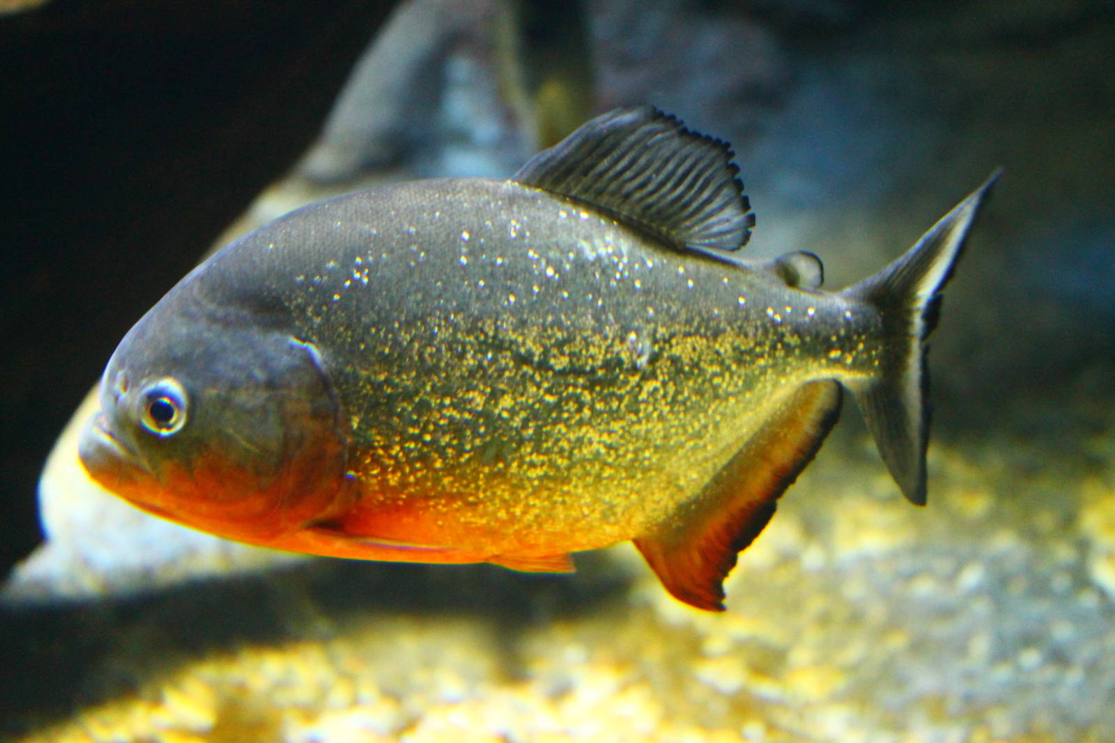 Fish Files: Red-Bellied Piranha