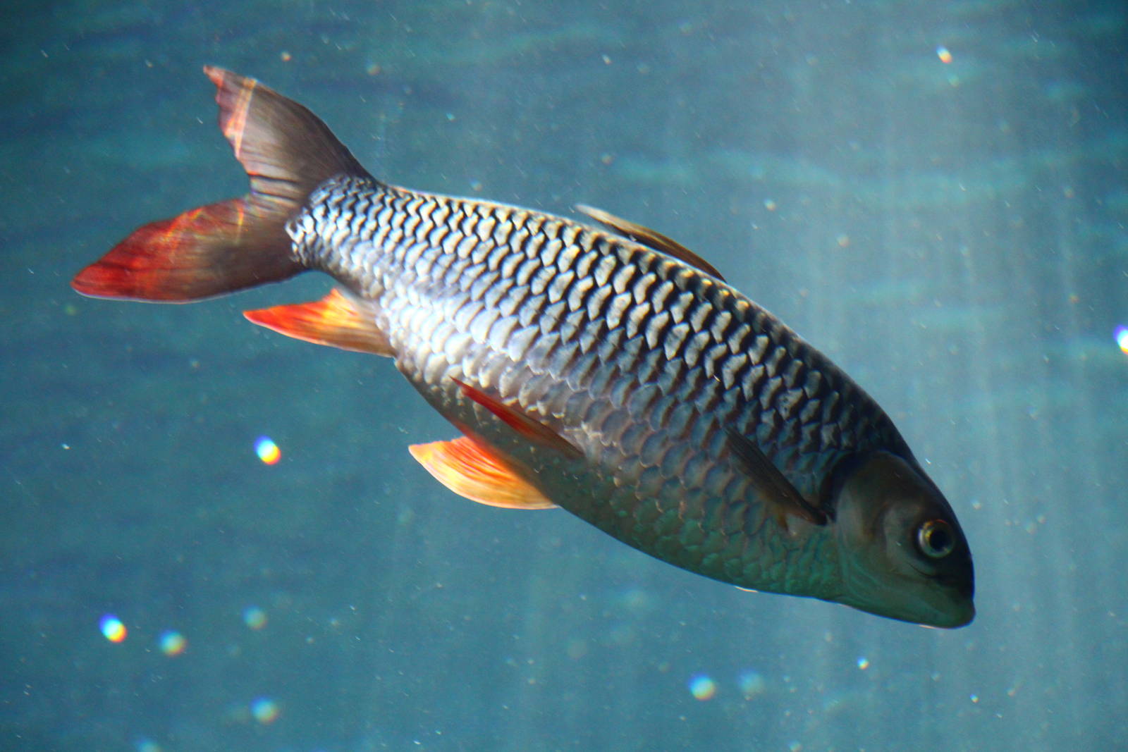 Fish Files: Red-finned Cigar Shark