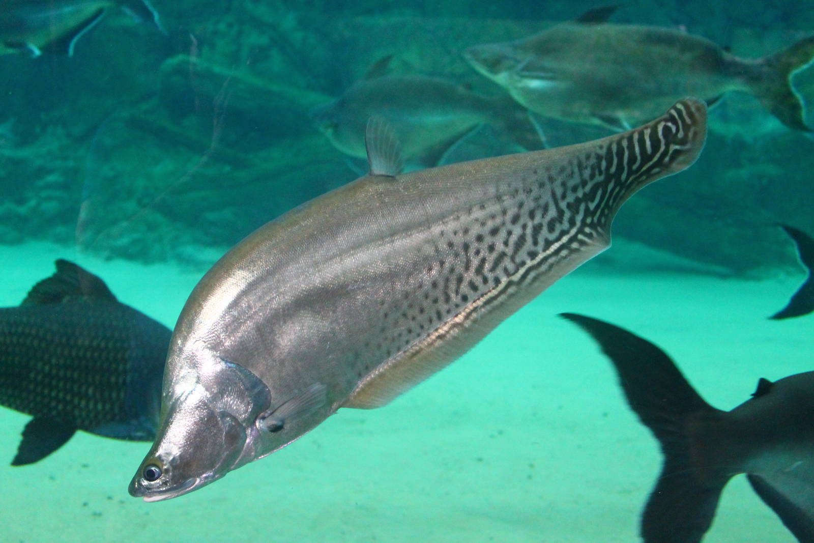 Fish Files: Royal Knifefish