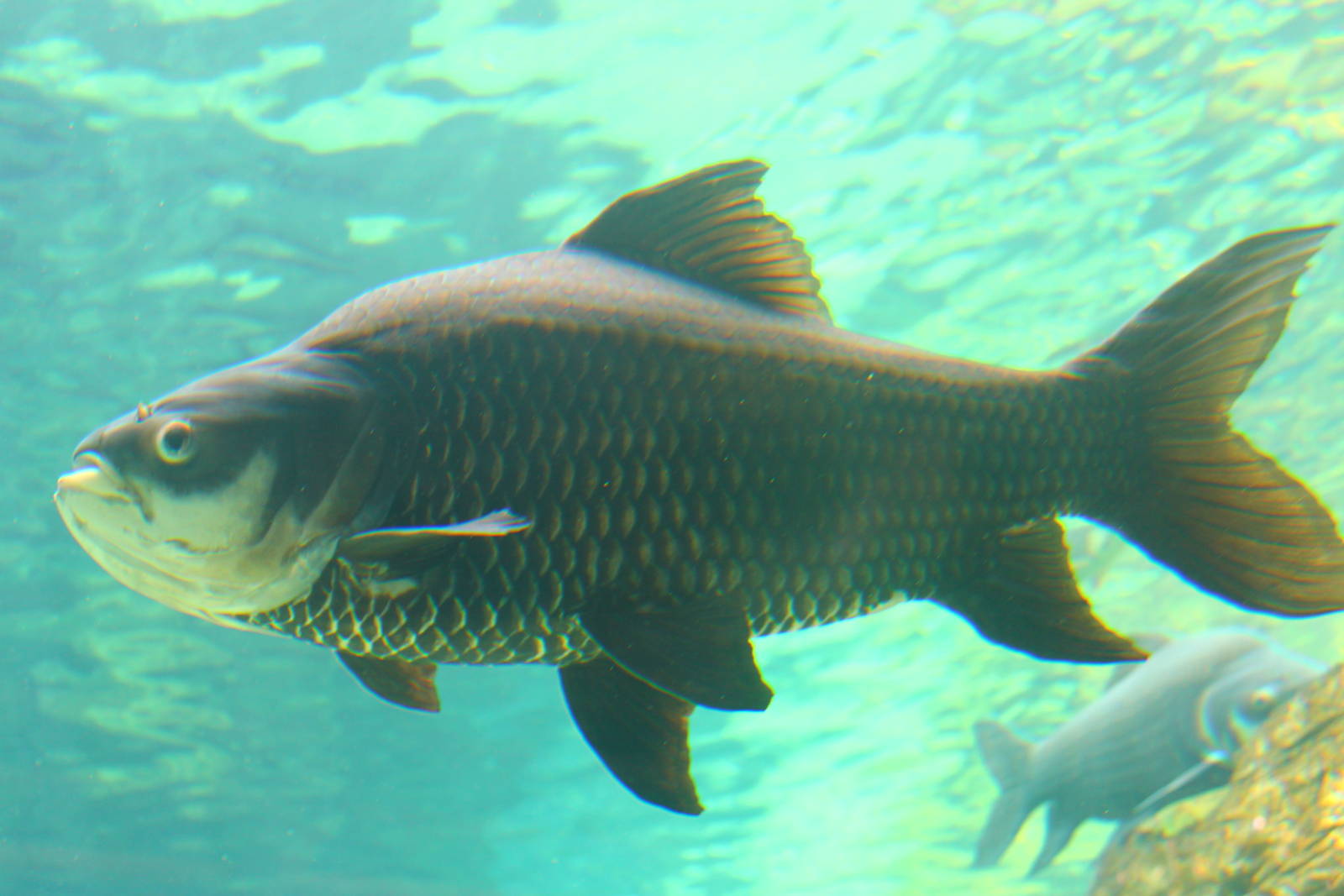Fish Files: Siamese Giant Carp