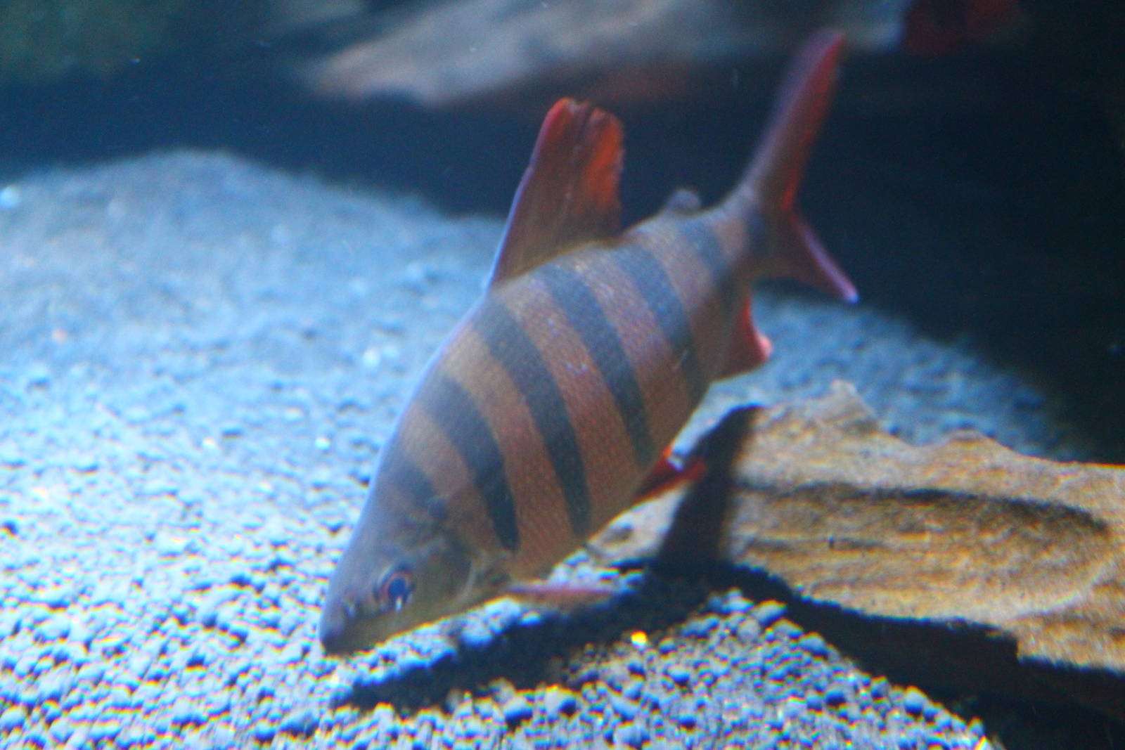 Fish Files: Sixbar Distichodus