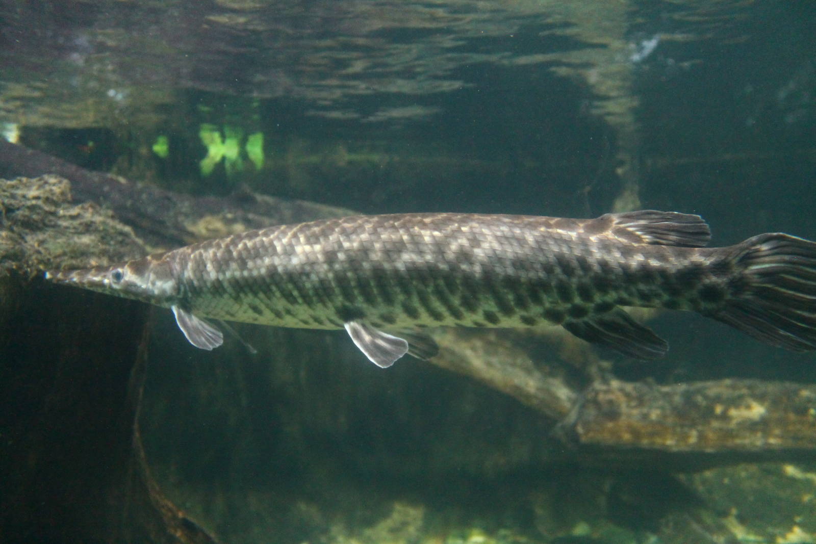 Fish Files: Spotted Gar