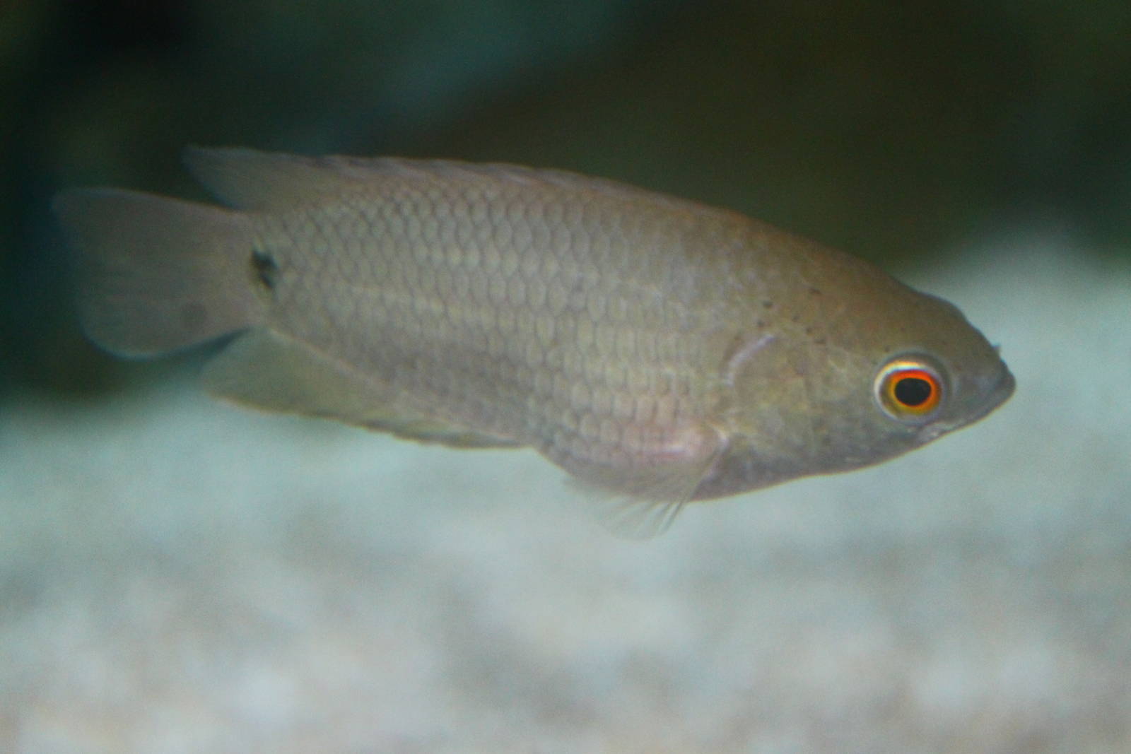 Fish Files: Tailspot Climbing Perch