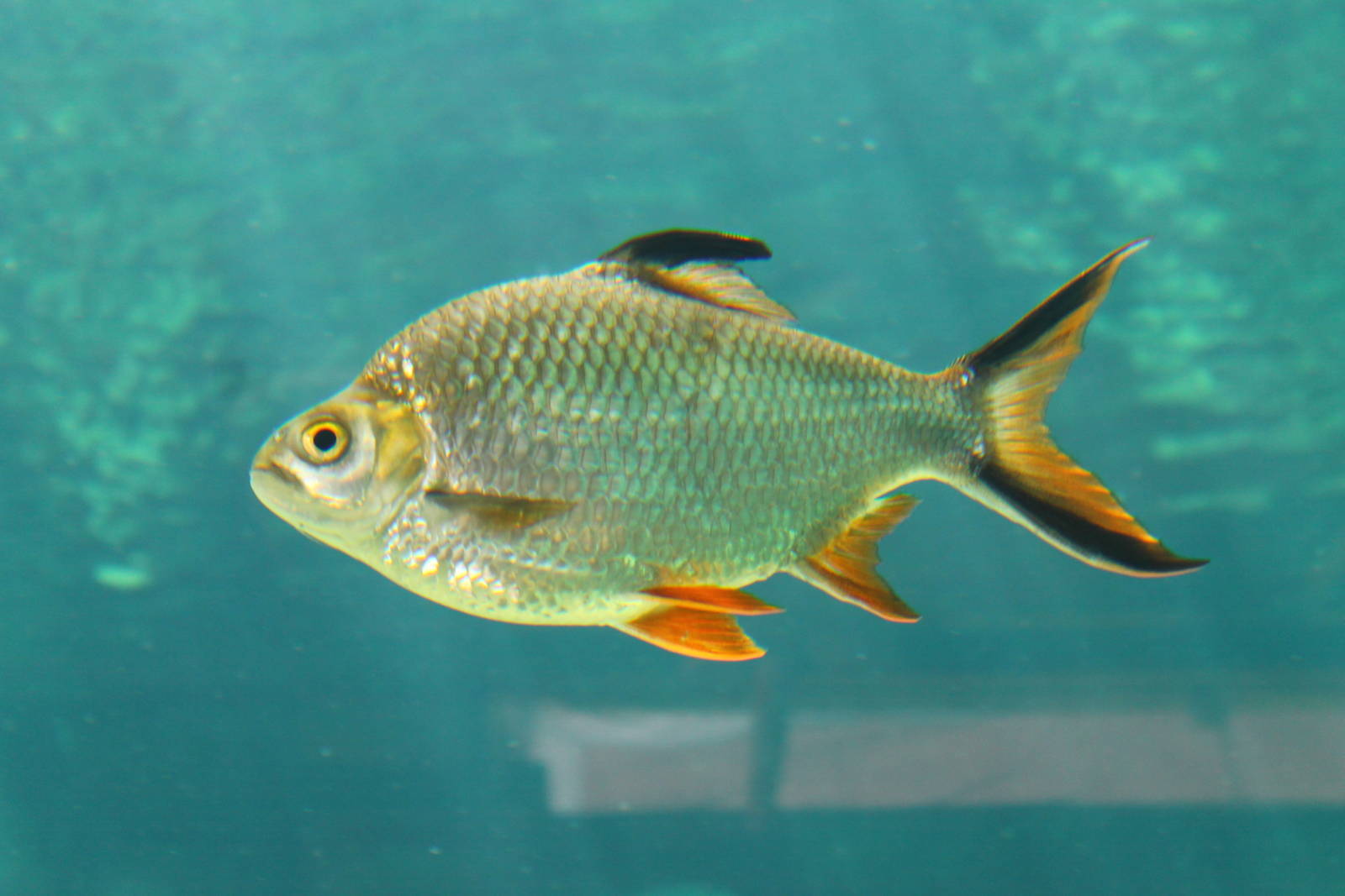 Fish Files: Tinfoil Barb