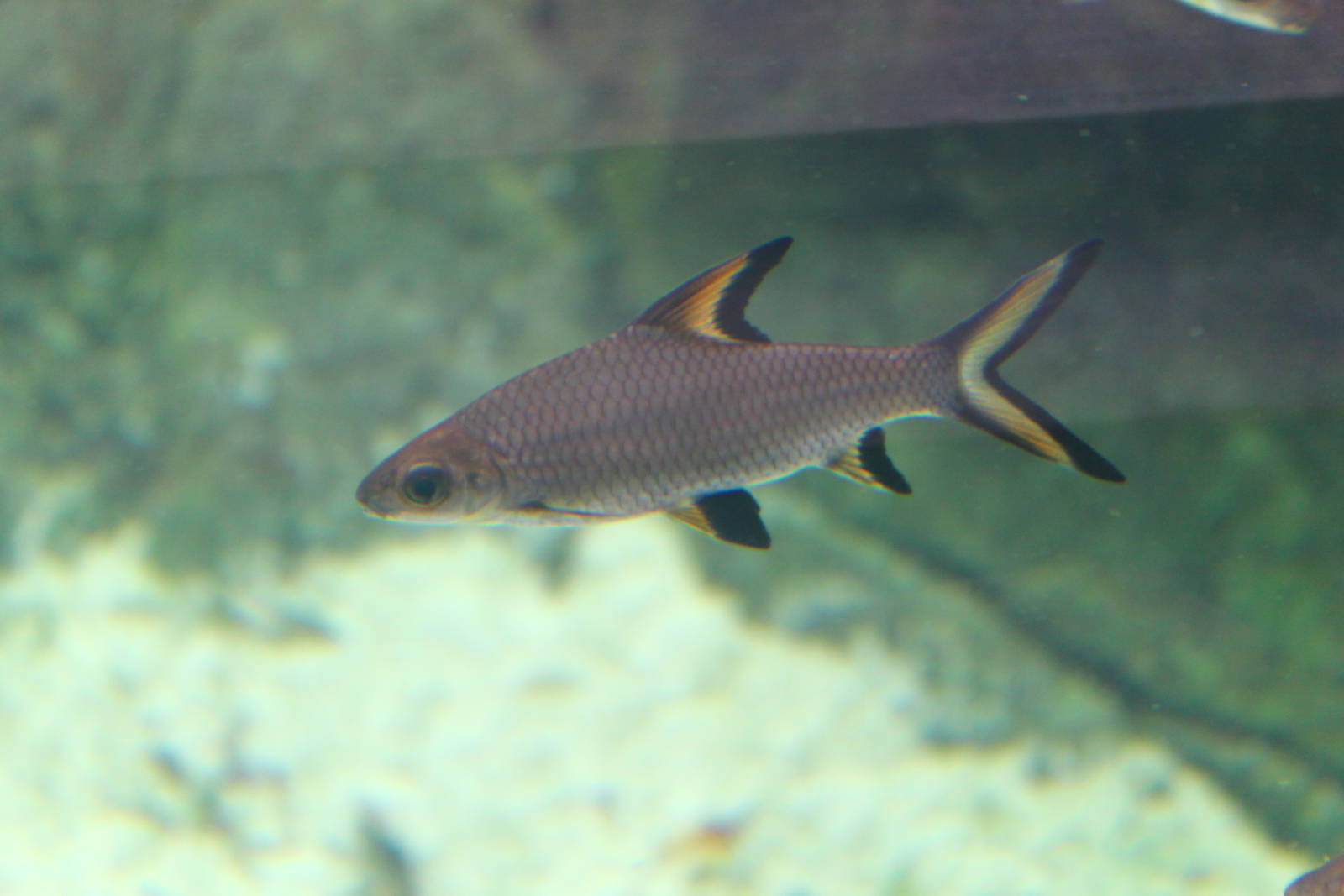 Fish Files: Tricolour Shark