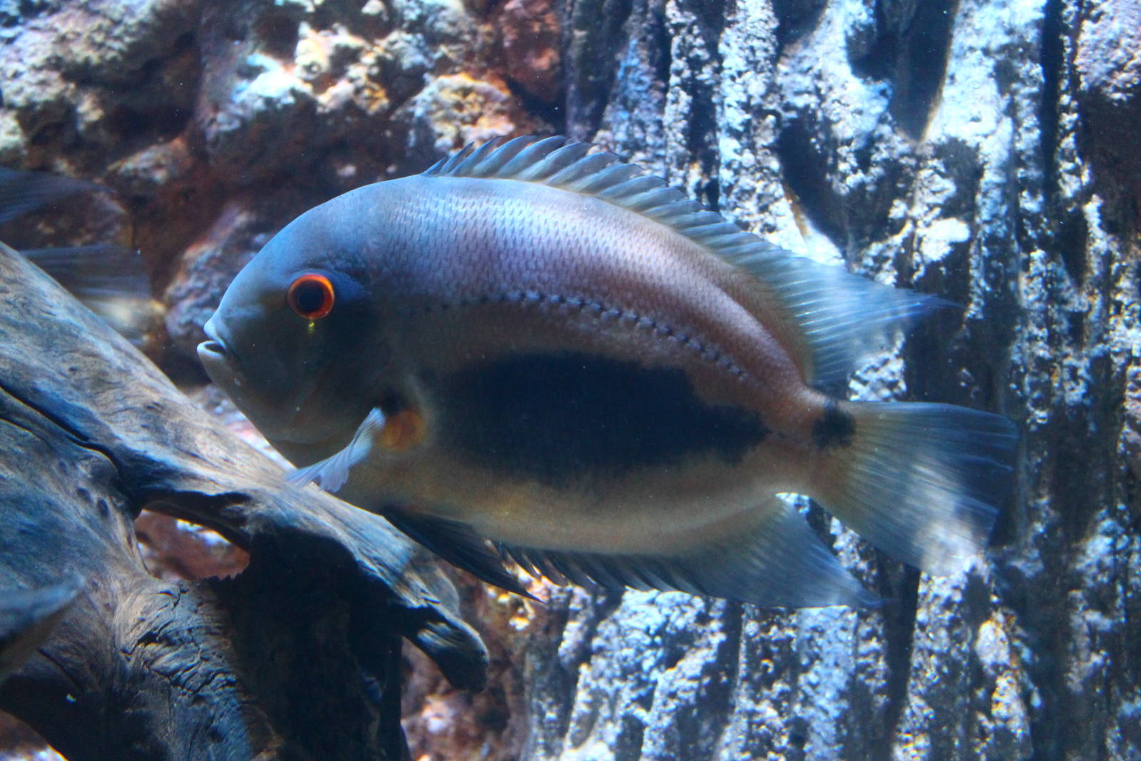 Fish Files: Uaru Cichlid