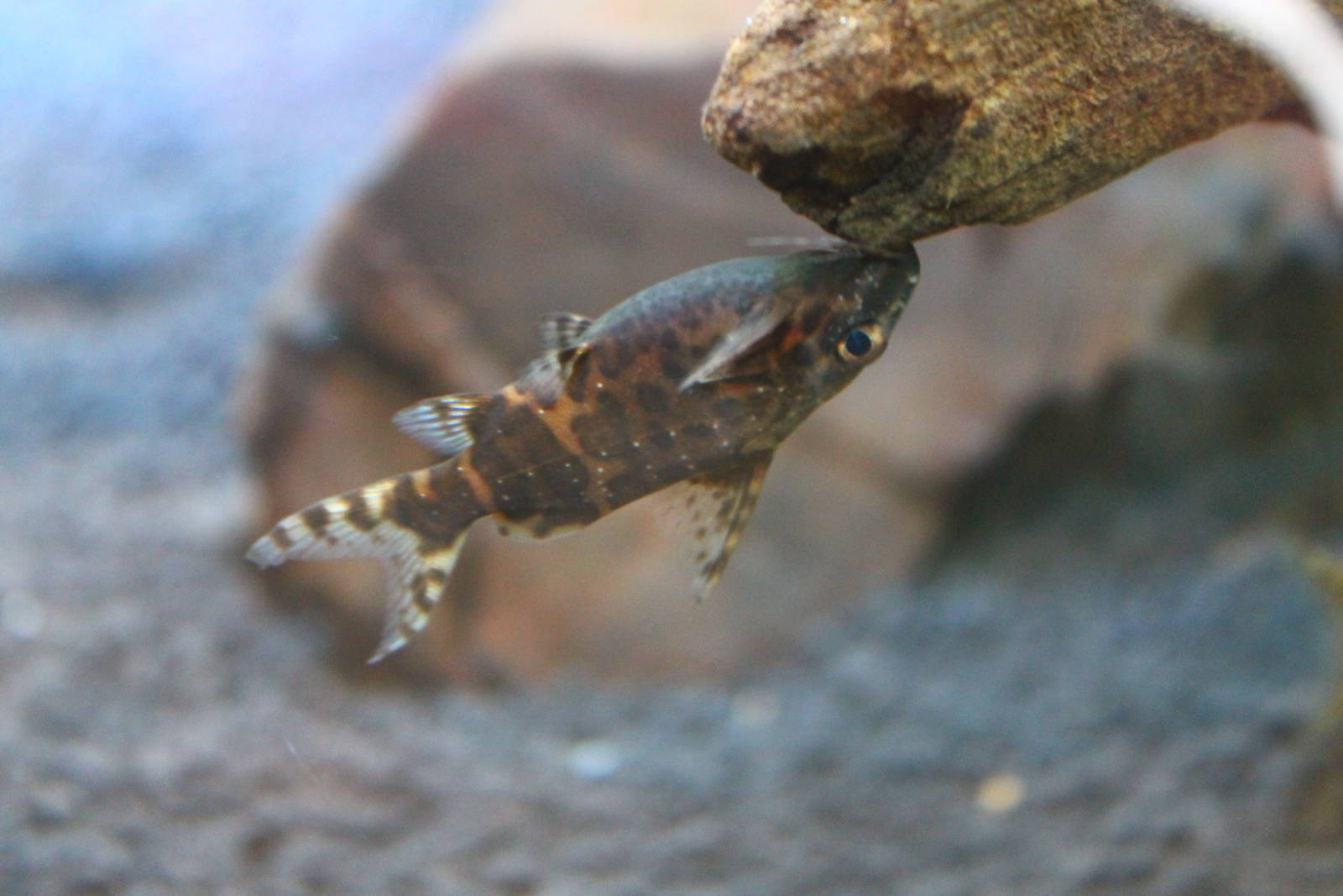 Fish Files: Upside-Down Catfish