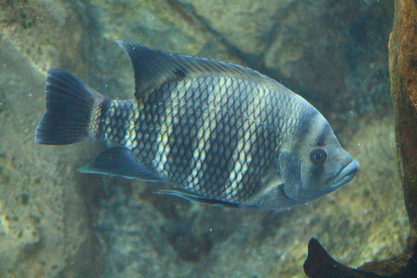 Fish Files: Zebra Tilapia