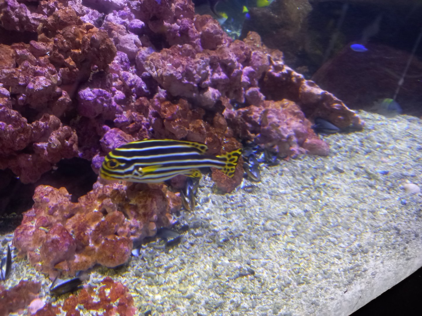 Fish for ID - Blue Planet Aquarium, UK