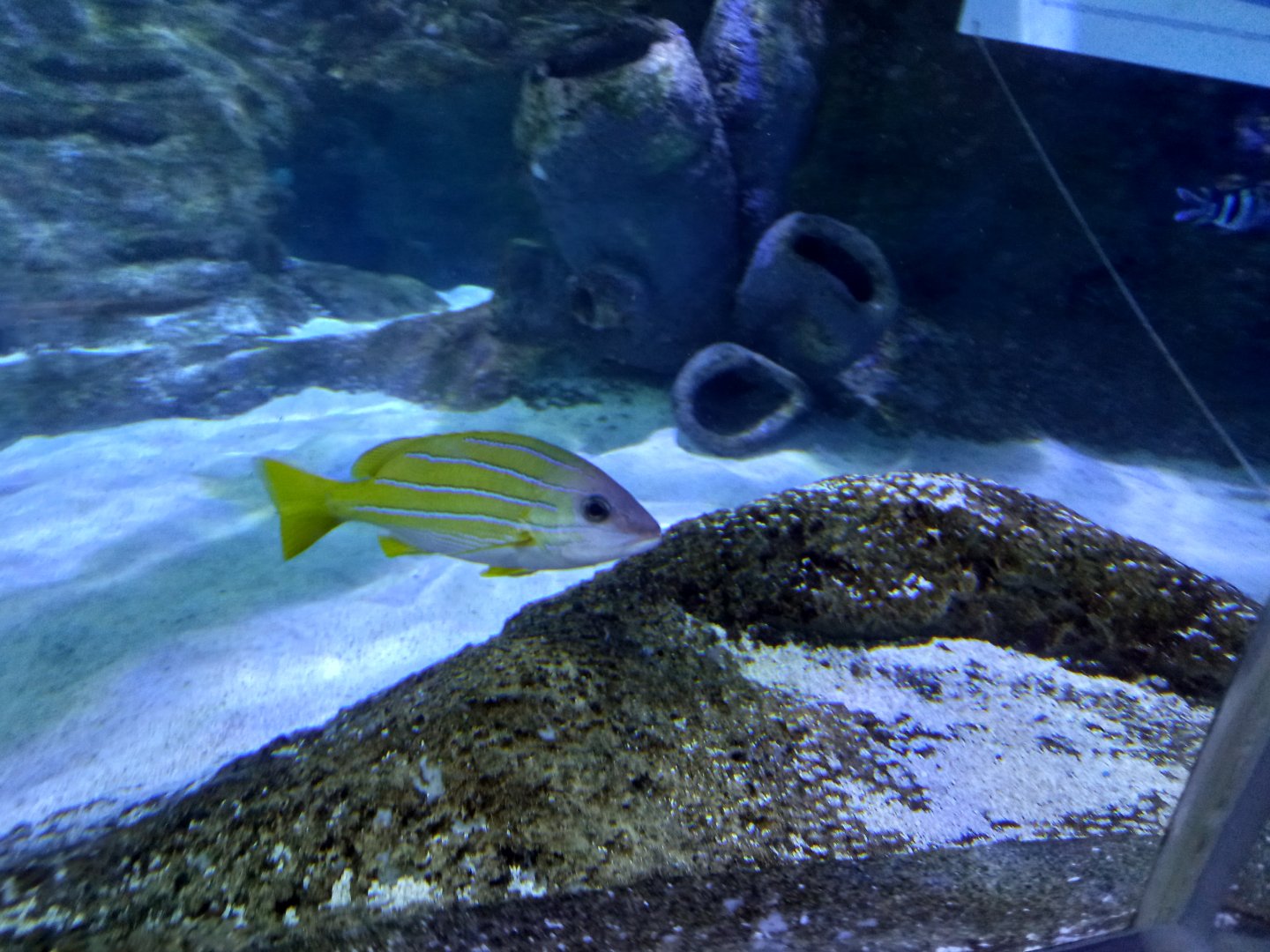 Fish for ID - Blue Planet Aquarium, UK