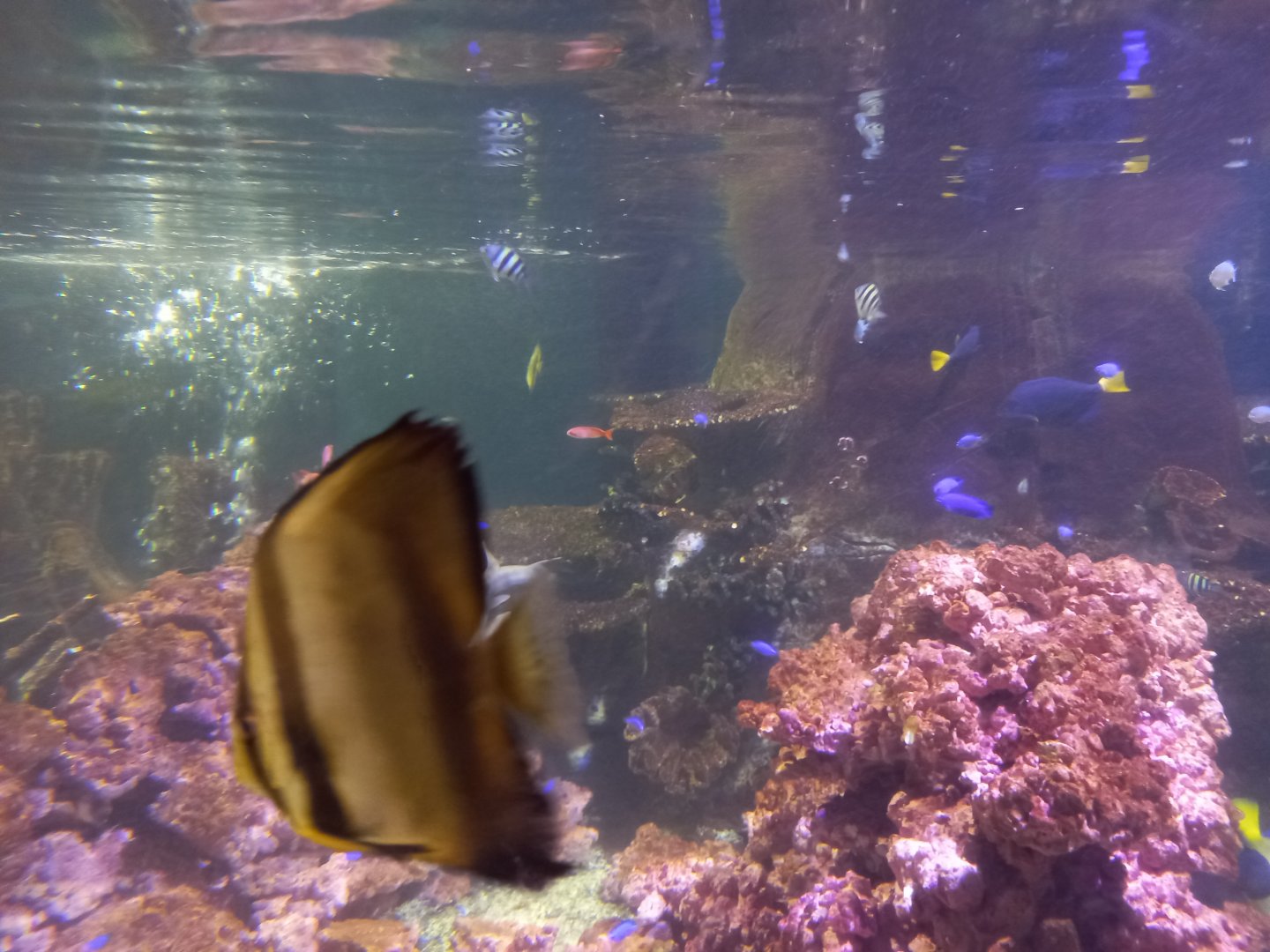 Fish for ID - Blue Planet Aquarium, UK