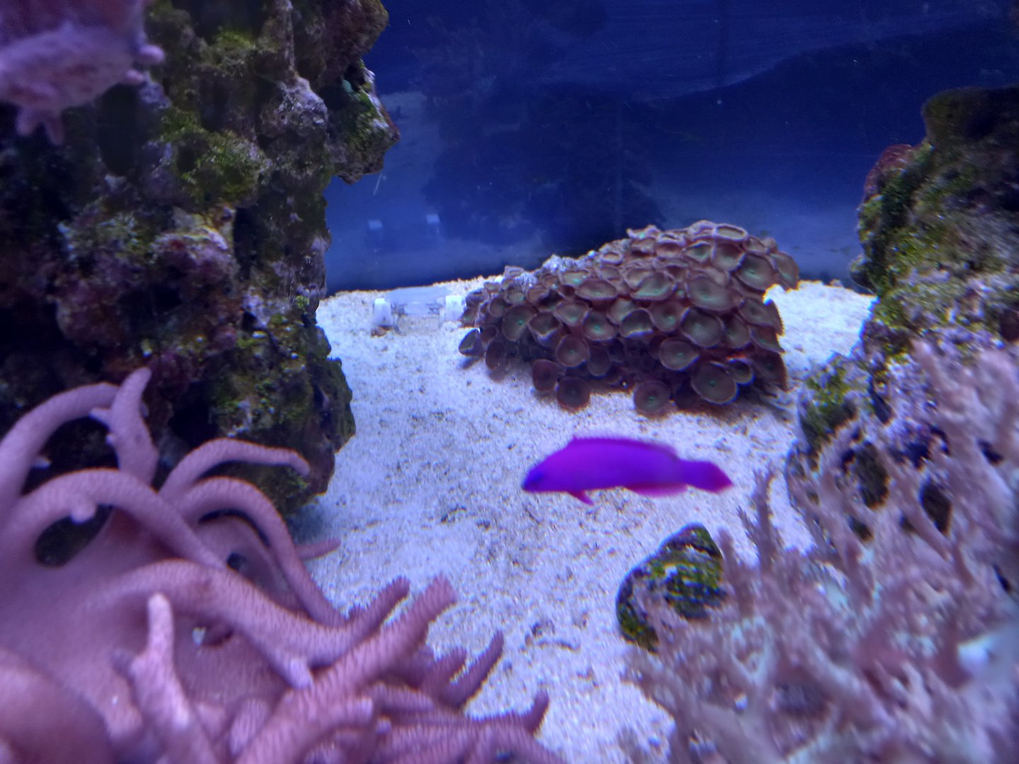 Fish for ID - Sea Life Centre Birmingham