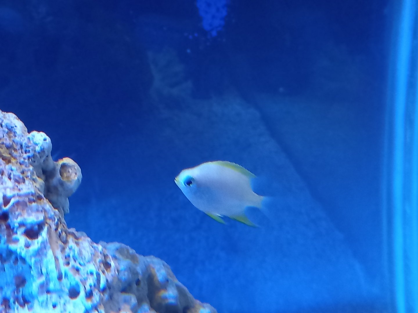 Fish for ID - Sea Life Centre Birmingham