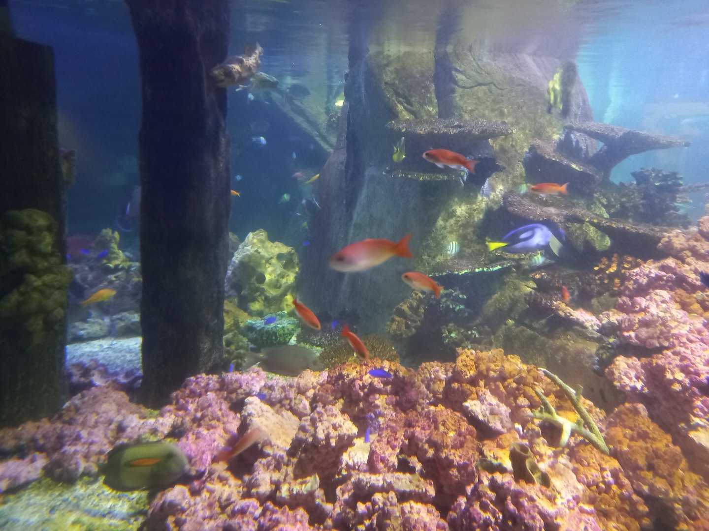 Fish for ID (the little orange ones) - Blue Planet Aquarium, UK